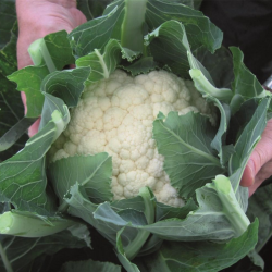 Kalafior Oviedo f1 2500 nasion precyzyjny st